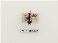 藏品(南非昆蟲)的圖片